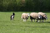 BORDER COLLIE - MOUTONS 093